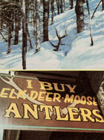 
Antlers are easier to find before the snow melts... There's money in the discarded headgear.
